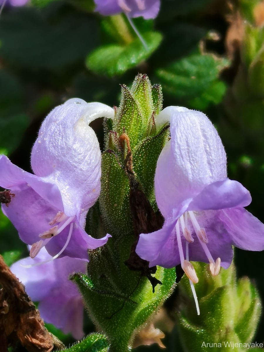 Strobilanthes gardneriana (Nees) T.Anderson